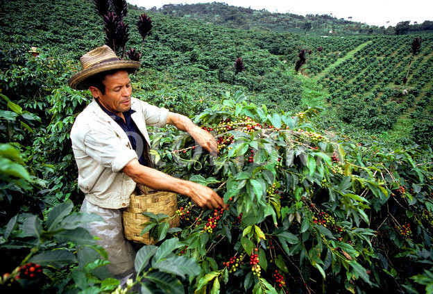 Exploring the Origins: A Journey Through Coffee’s Rich Heritage with Coffee Compadre